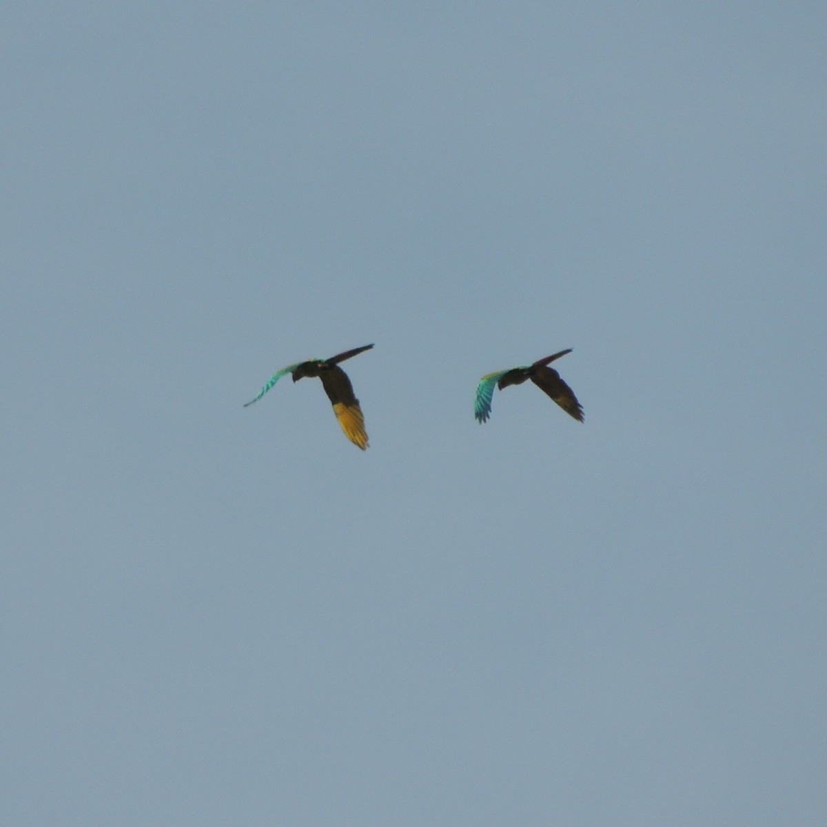 Great Green Macaw - ML609225898