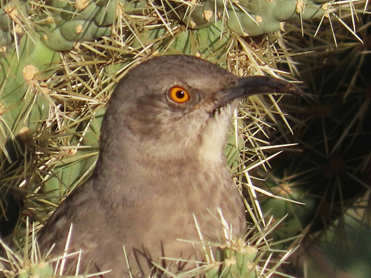 Curve-billed Thrasher - ML609225943
