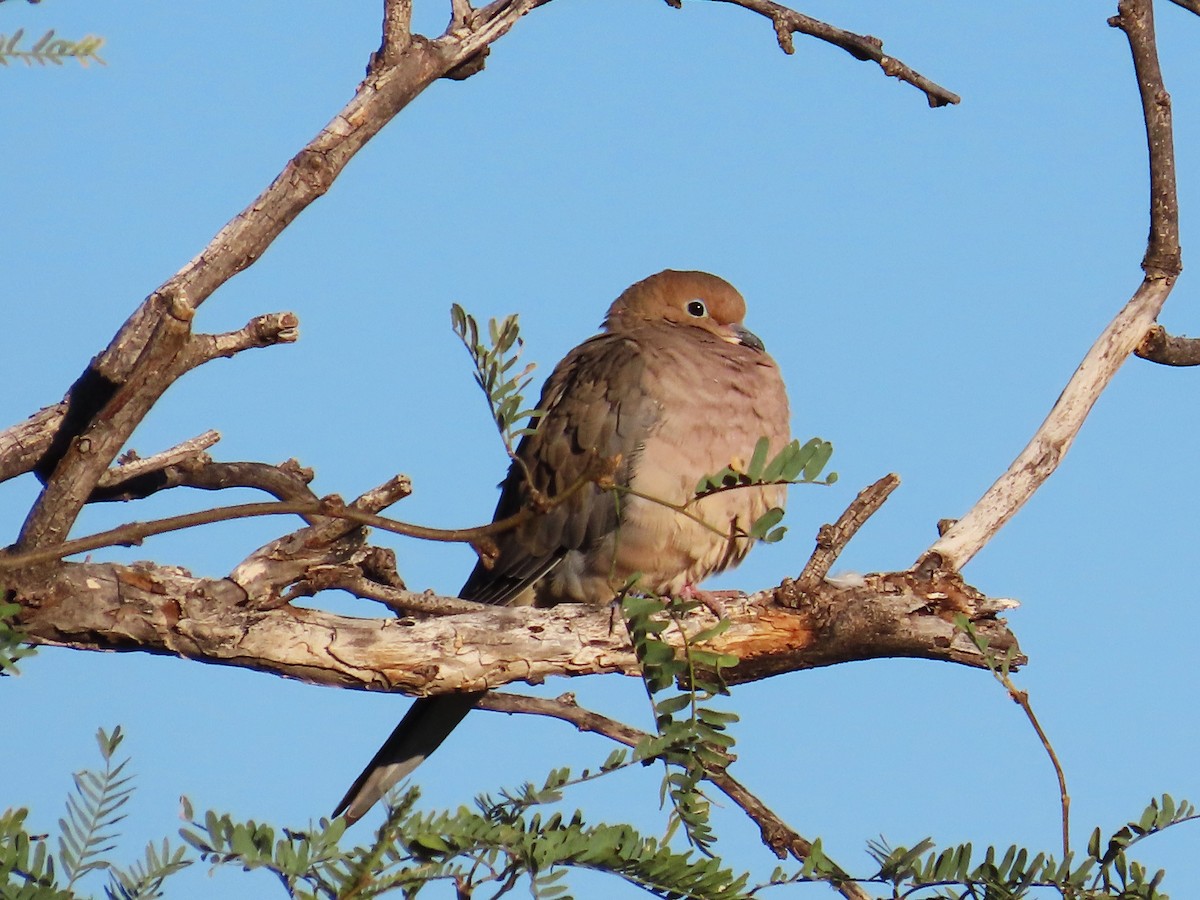 Mourning Dove - ML609226018