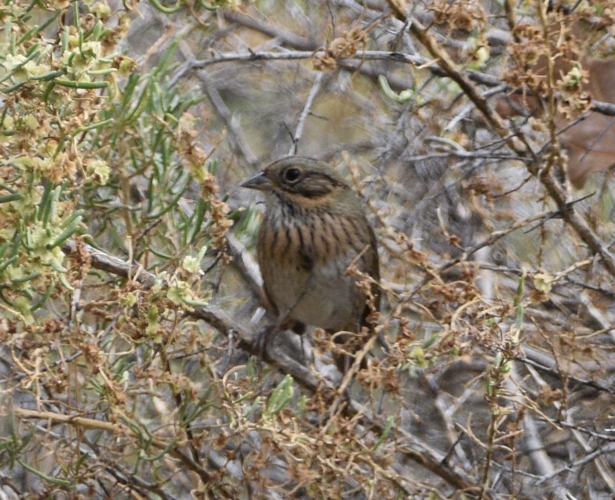 Lincoln's Sparrow - ML609226078