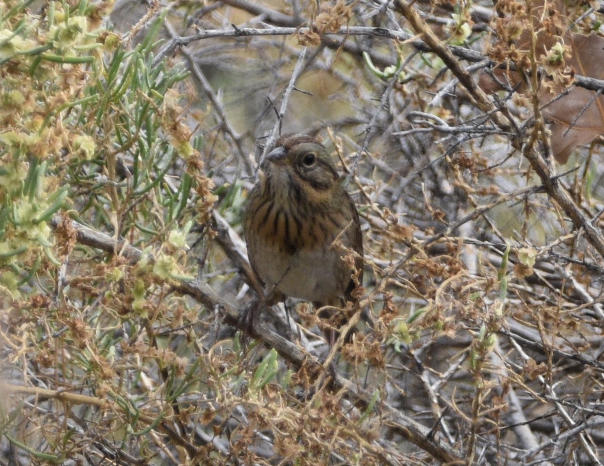 Lincoln's Sparrow - ML609226080