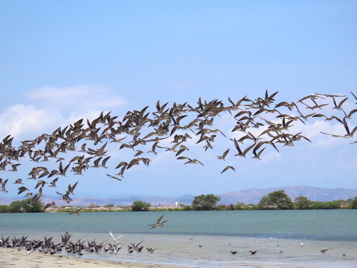 Black Skimmer - ML609226083