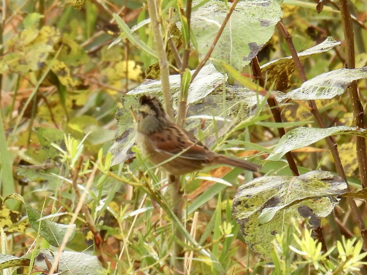 Swamp Sparrow - ML609226116