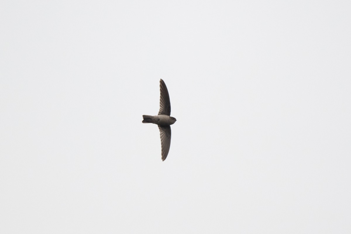 Mascarene Swiftlet - ML609226120