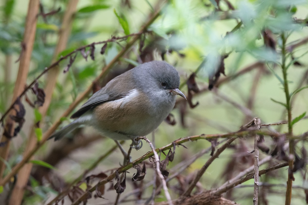 Reunion Gray White-eye - John C. Mittermeier