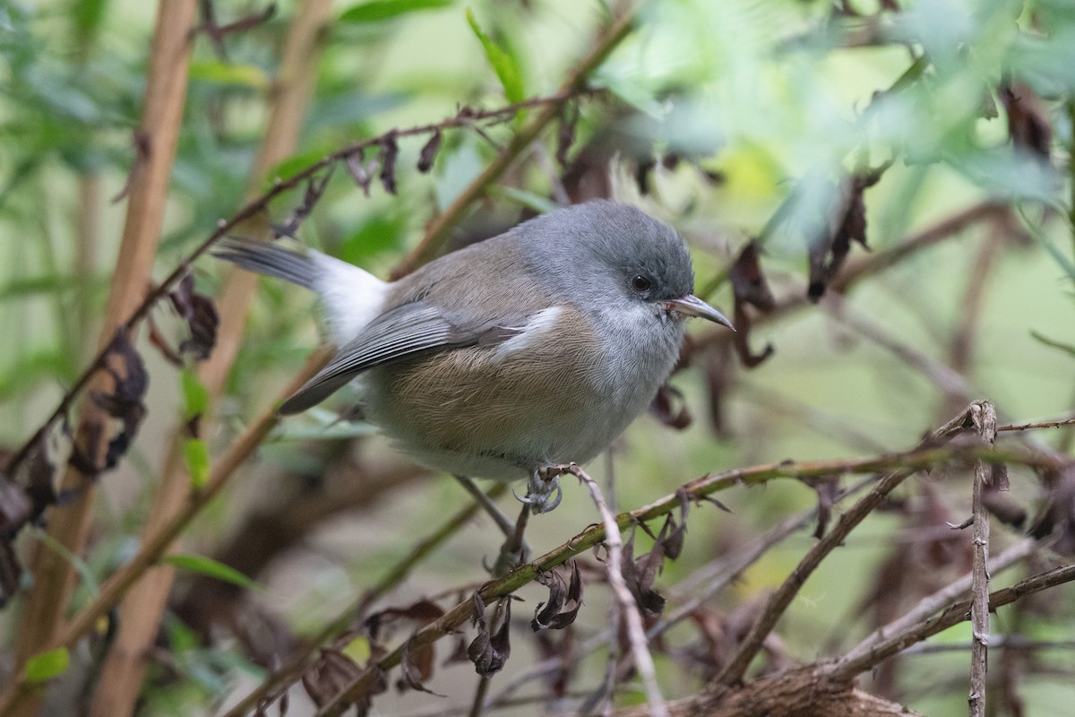 Reunion Gray White-eye - John C. Mittermeier