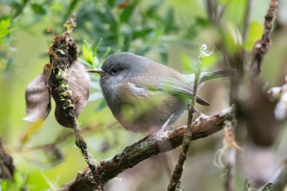 Reunion Gray White-eye - ML609226146