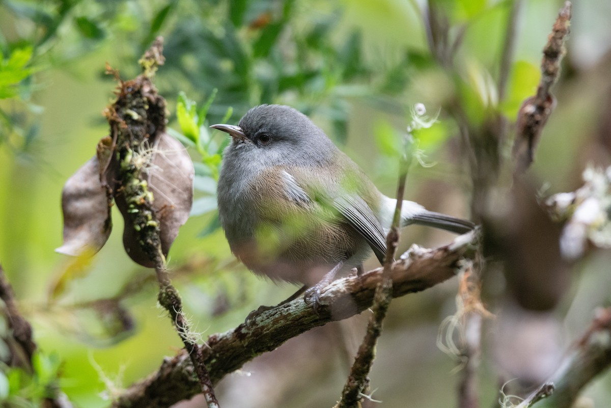 Reunion Gray White-eye - ML609226147