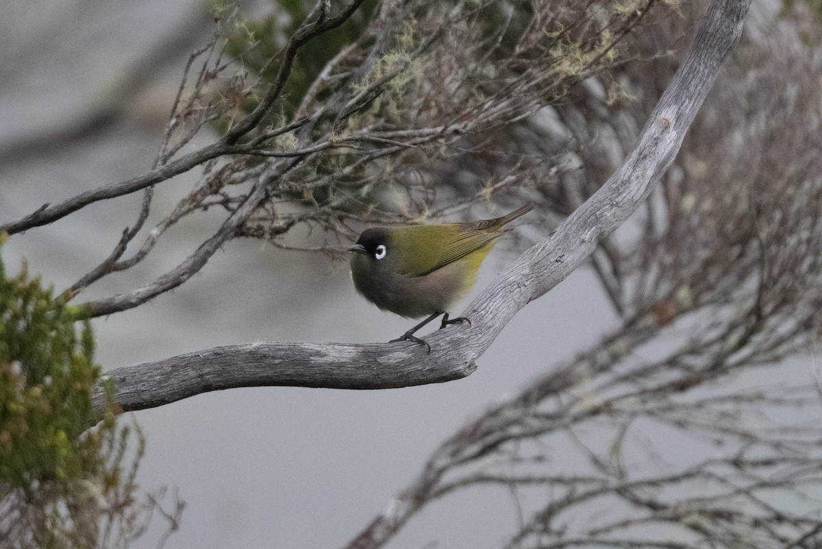 Réunion-Olivbrillenvogel - ML609226149