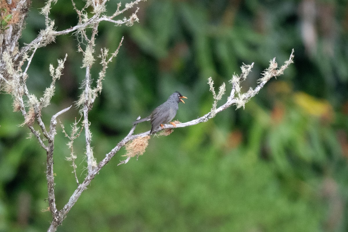 Reunion Bulbul - John C. Mittermeier