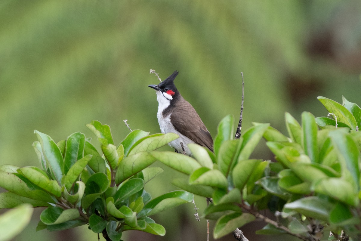 Red-whiskered Bulbul - John C. Mittermeier