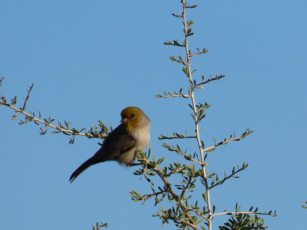 Verdin - ML609226161