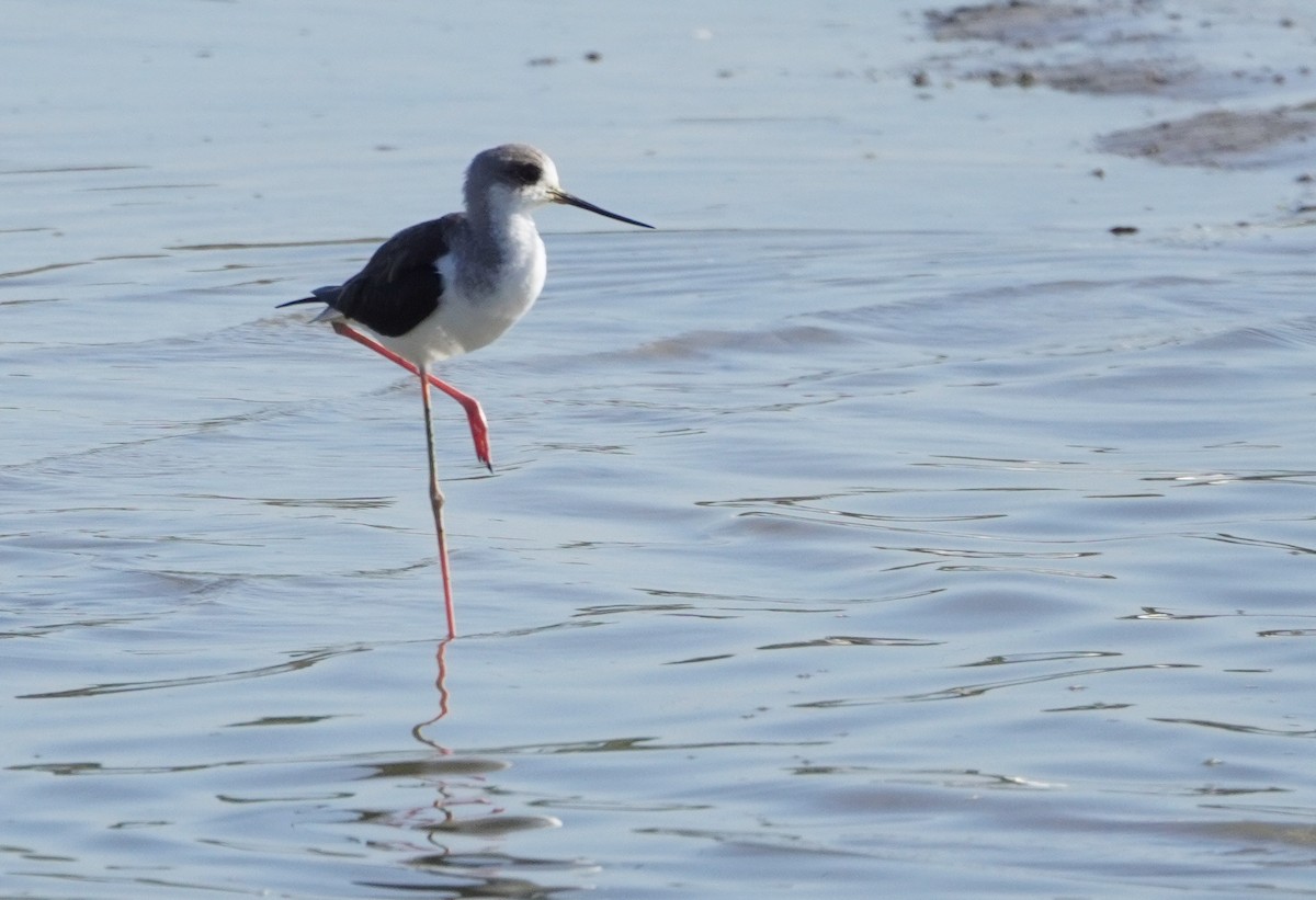 Black-winged Stilt - ML609226180