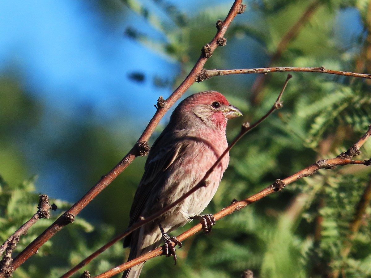 House Finch - ML609226195