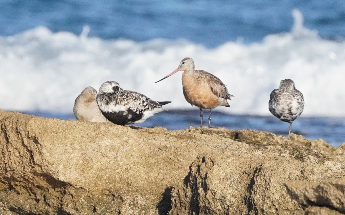 Bar-tailed Godwit - ML609226203