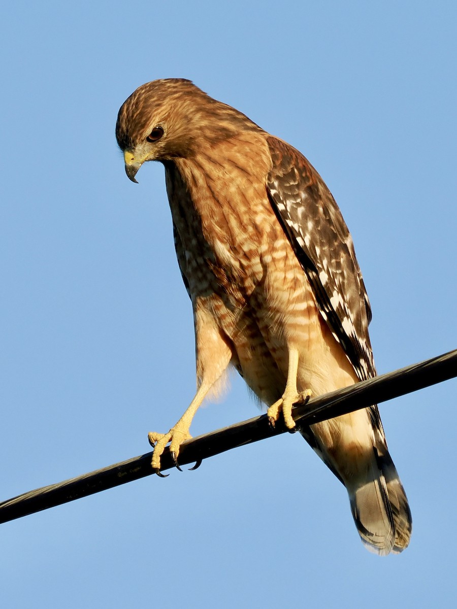 Red-shouldered Hawk - John Skelton
