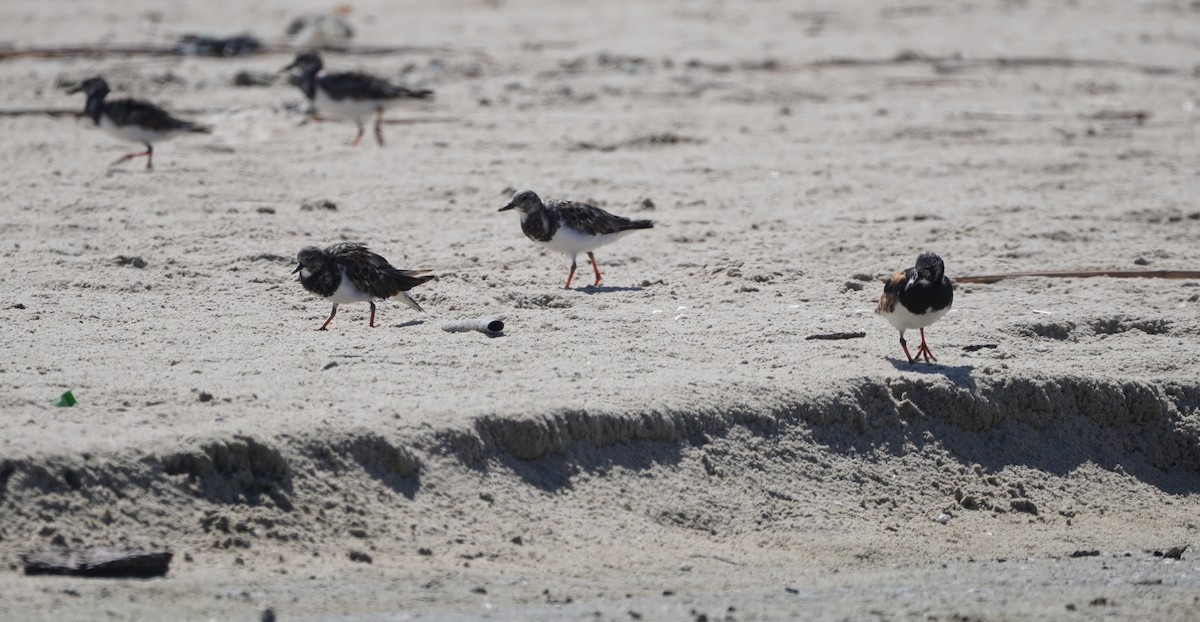 Ruddy Turnstone - ML609226209