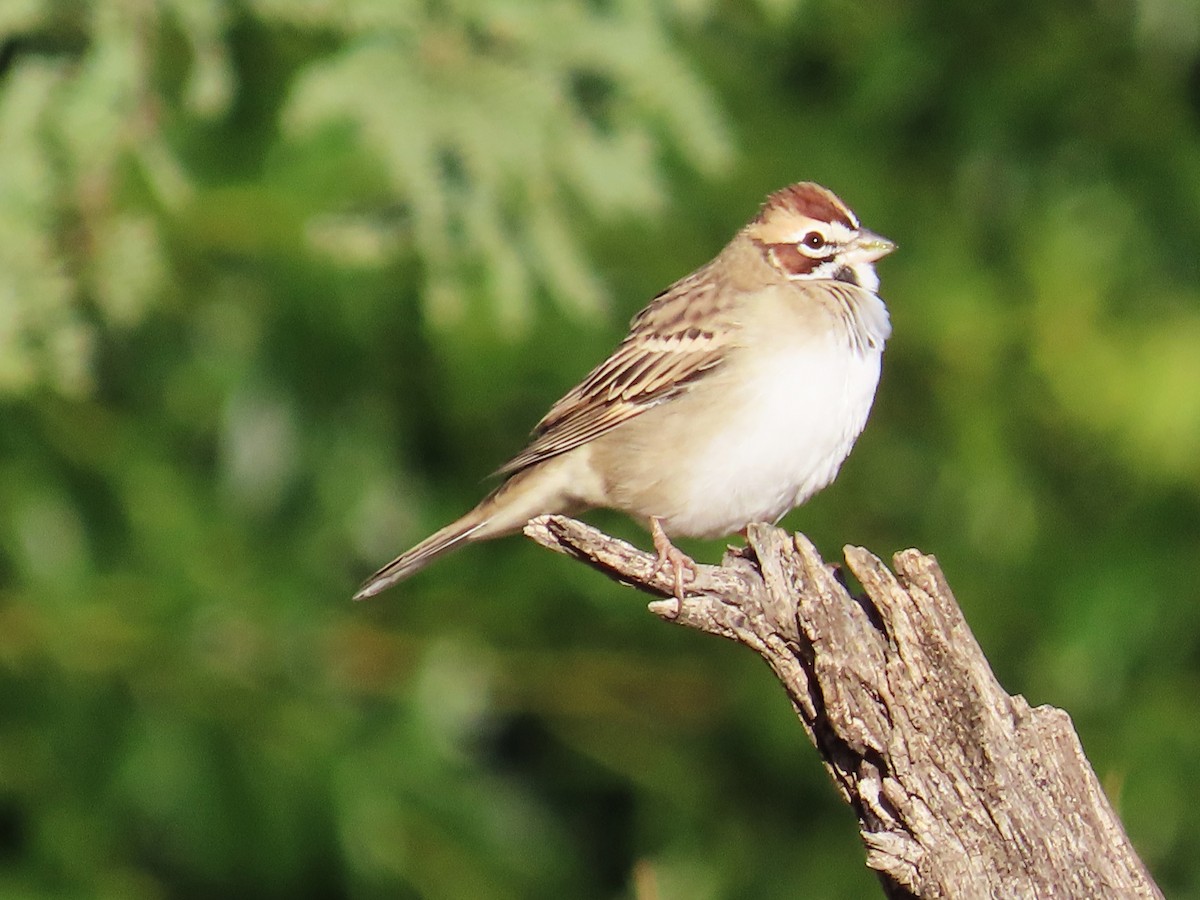 Lark Sparrow - ML609226239