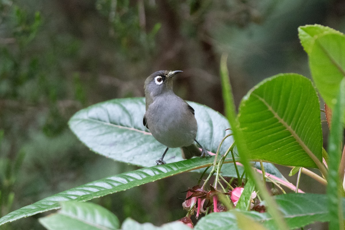 Réunion-Olivbrillenvogel - ML609226244
