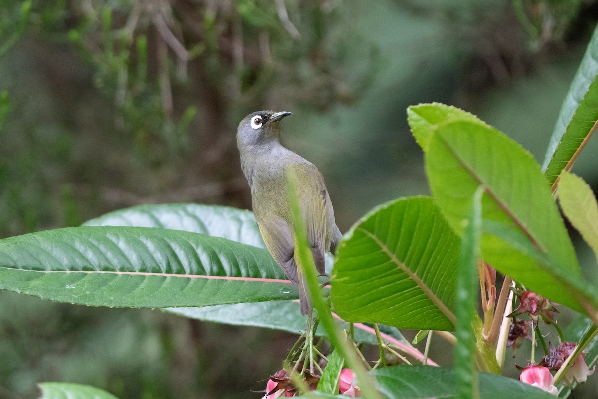 Réunion-Olivbrillenvogel - ML609226245