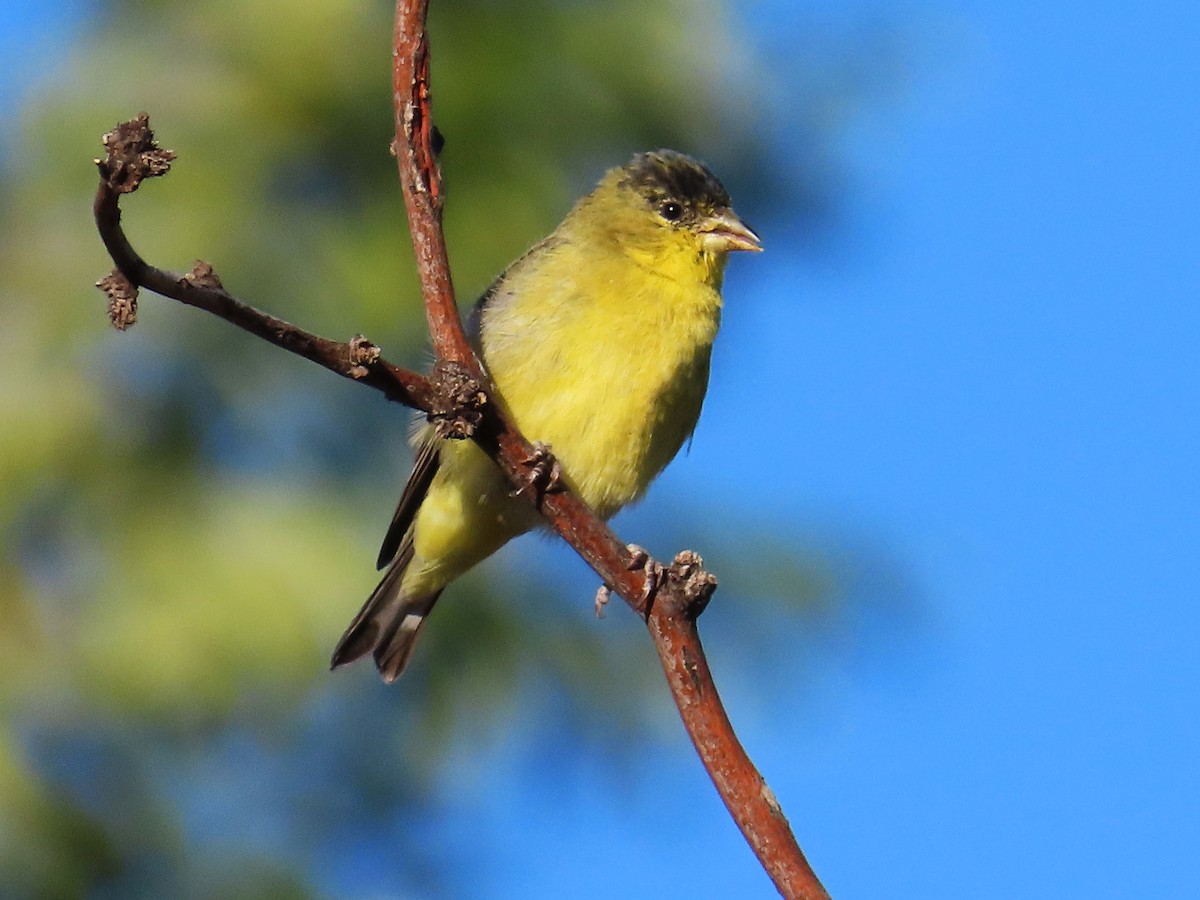 Lesser Goldfinch - ML609226292