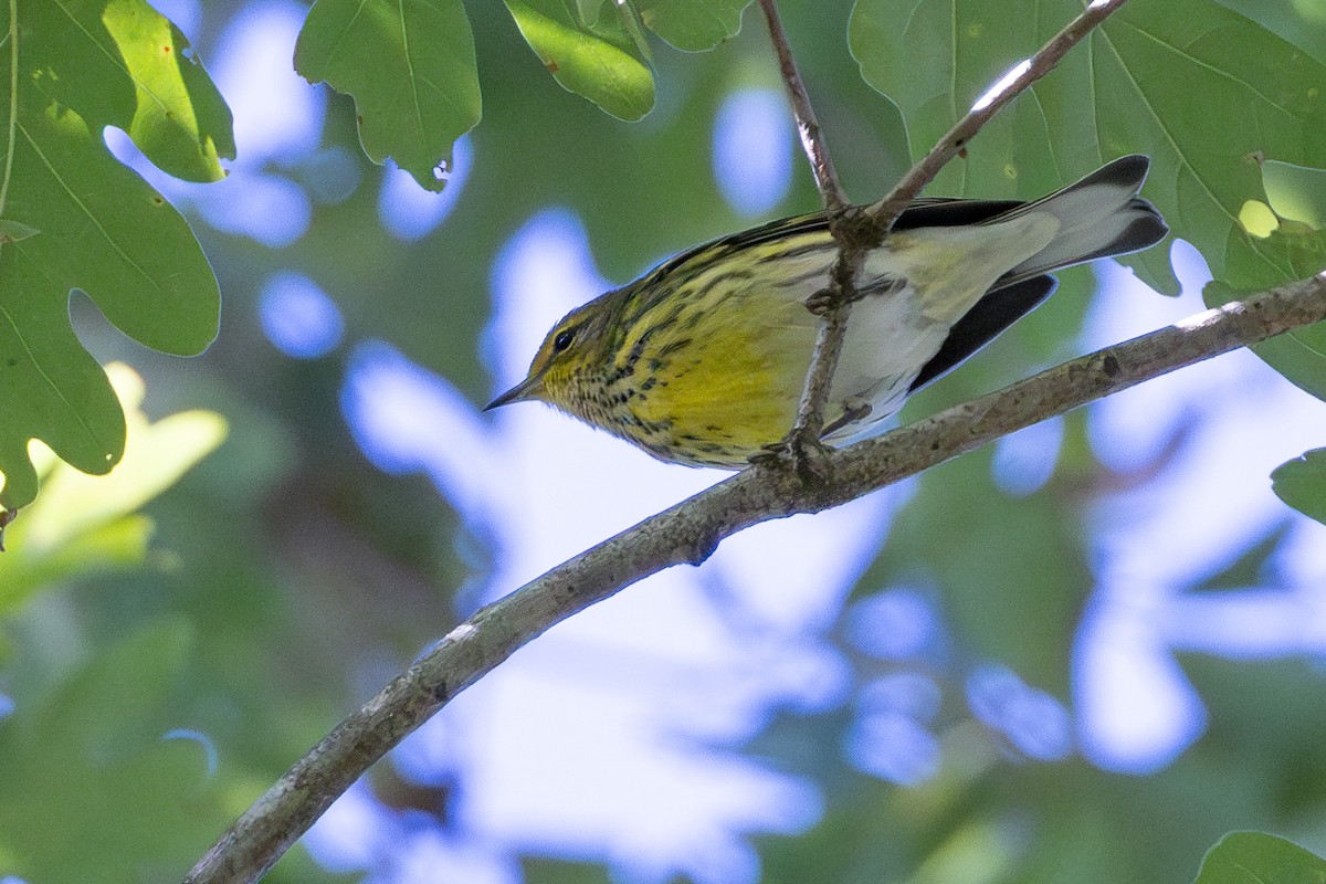 Cape May Warbler - ML609226397