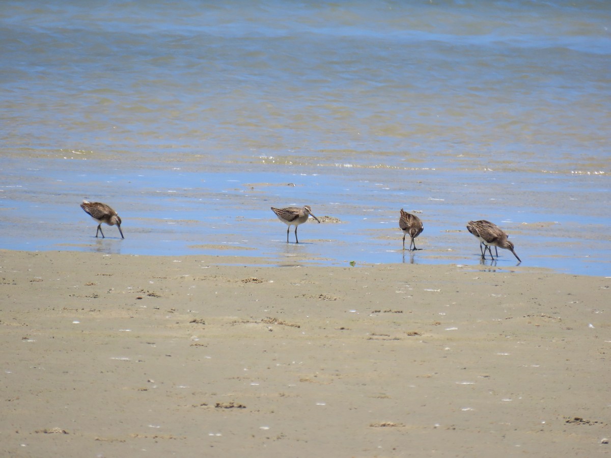 Short-billed Dowitcher - Thore Noernberg