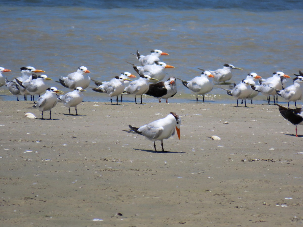 Royal Tern - ML609226455