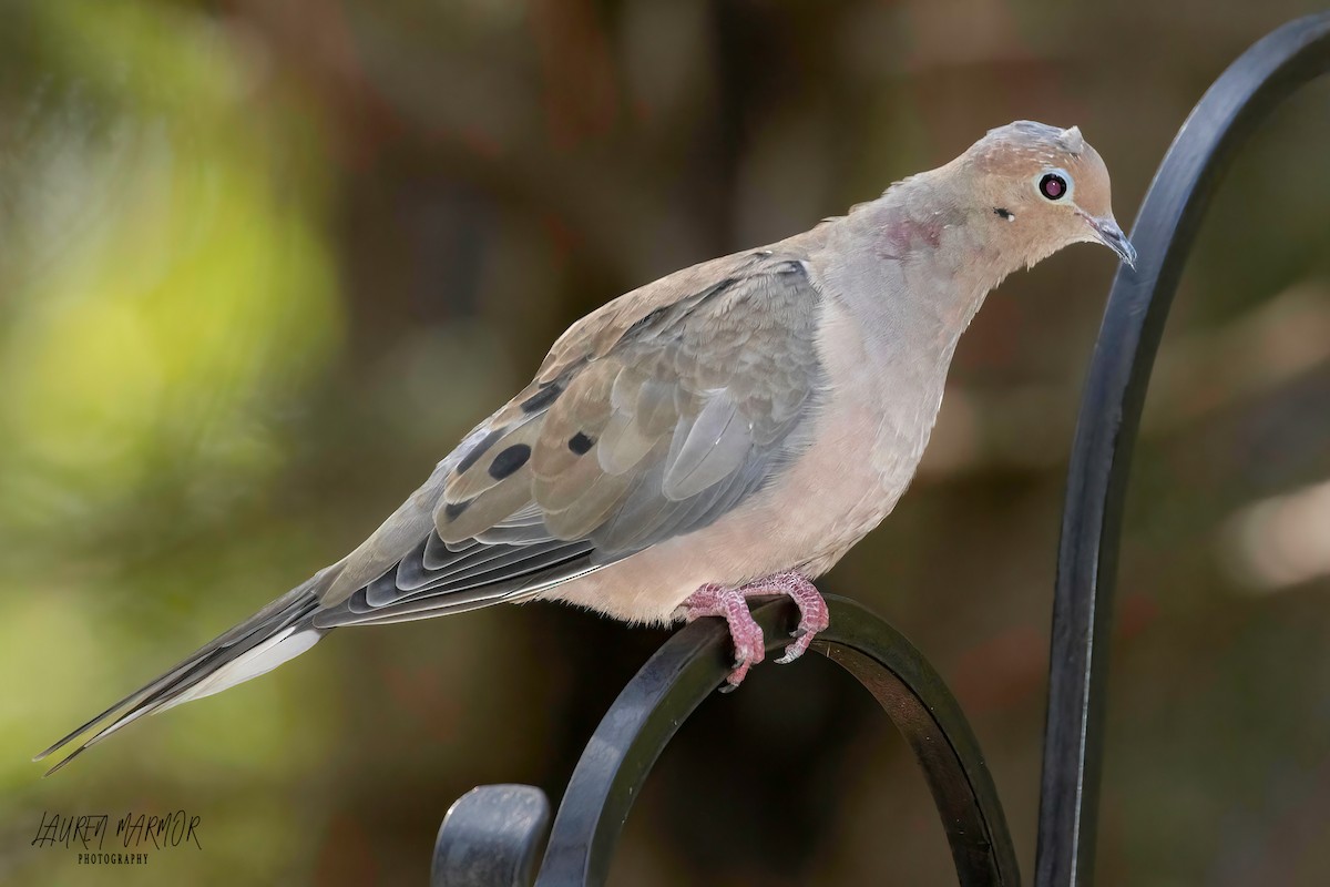 Mourning Dove - ML609226467