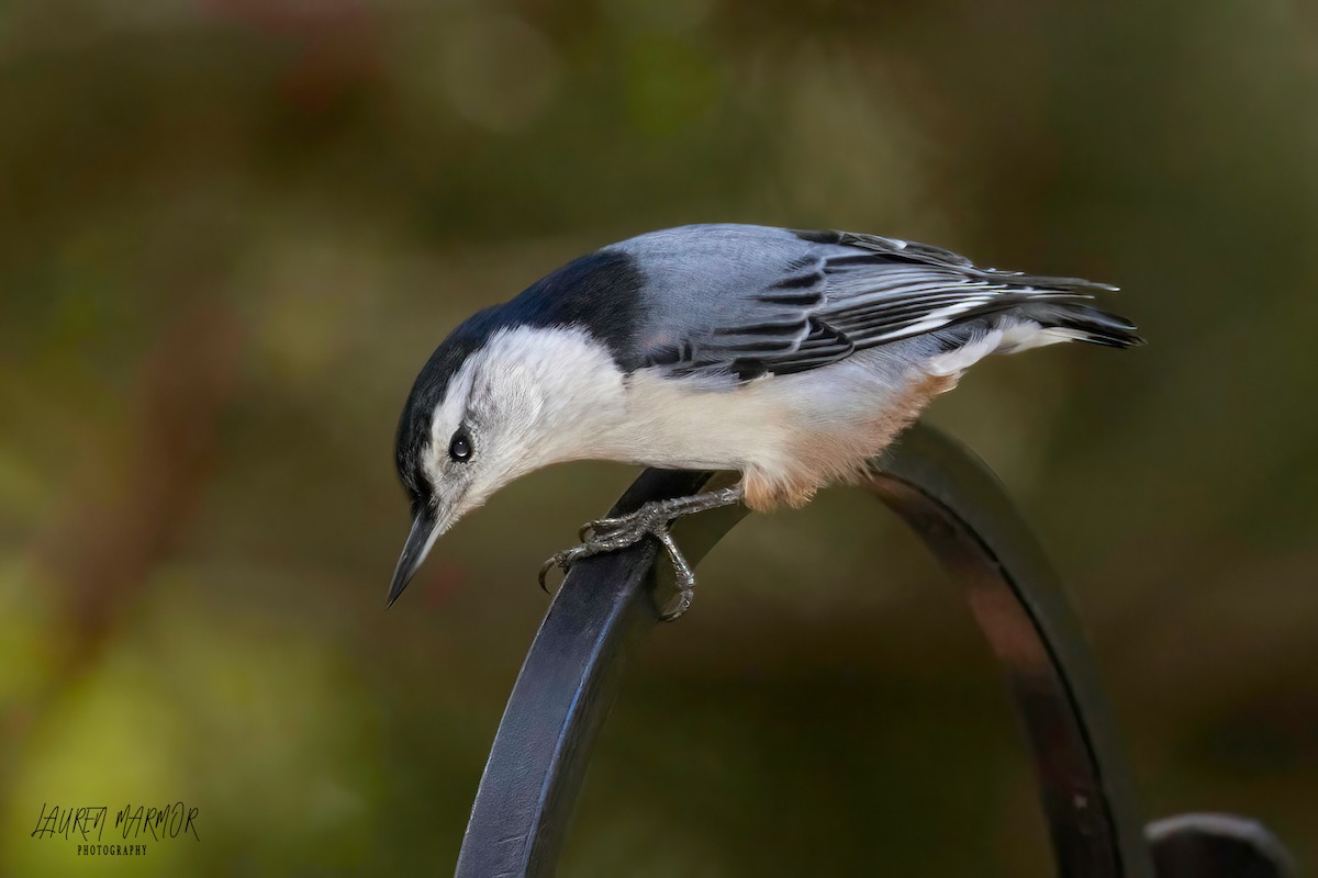 White-breasted Nuthatch - ML609226491