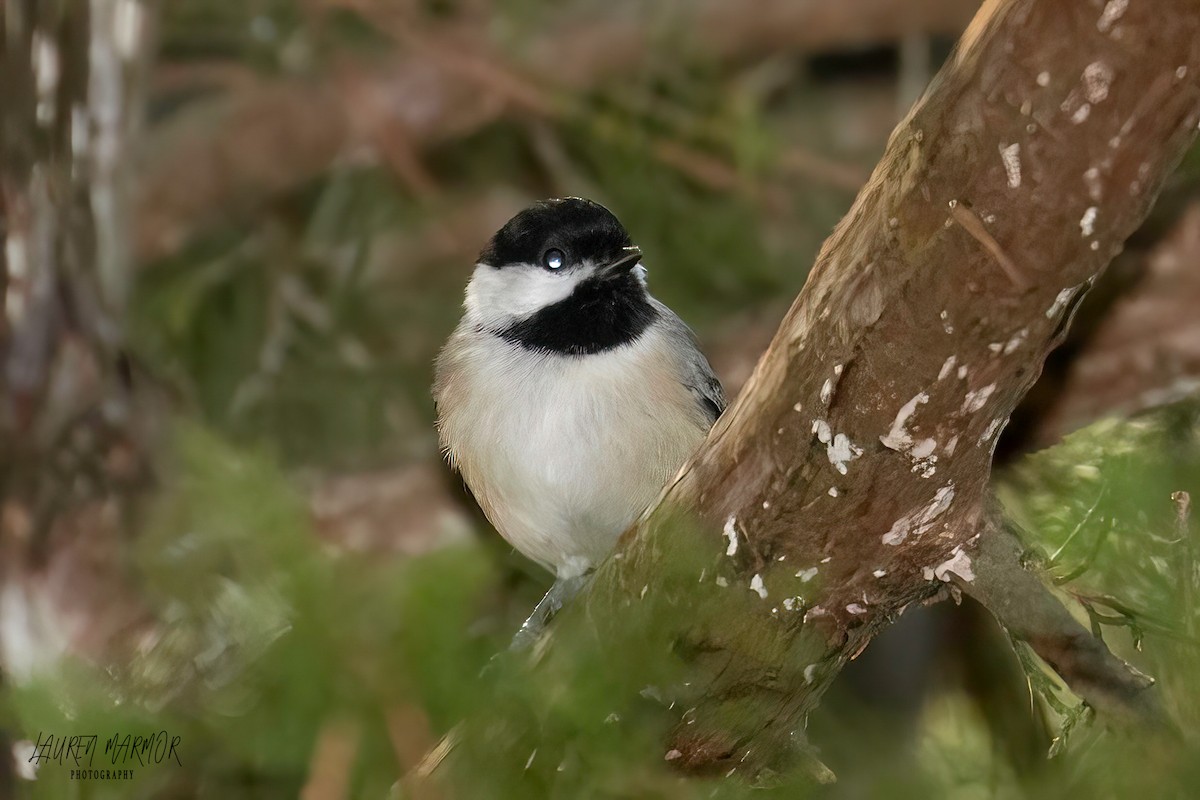 sýkora karolínská - ML609226503