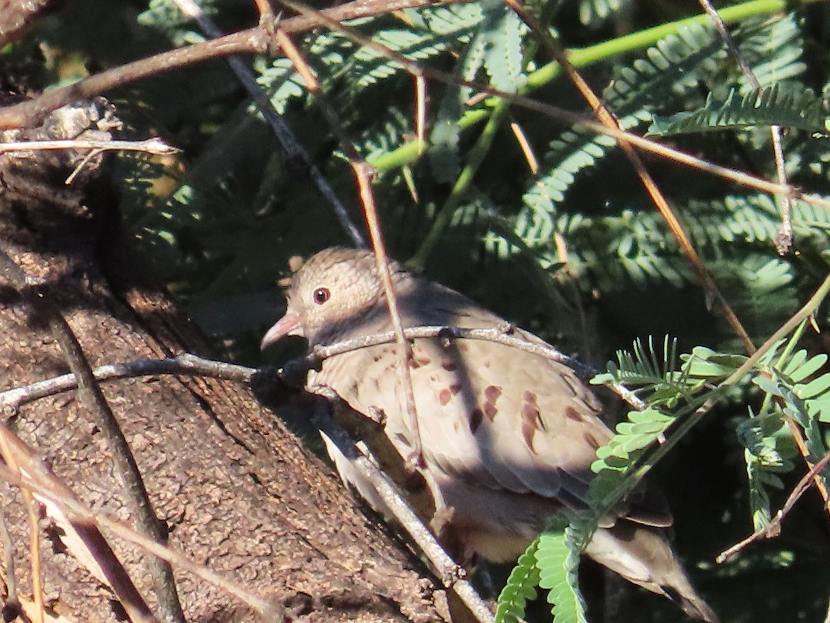 Common Ground Dove - ML609226508