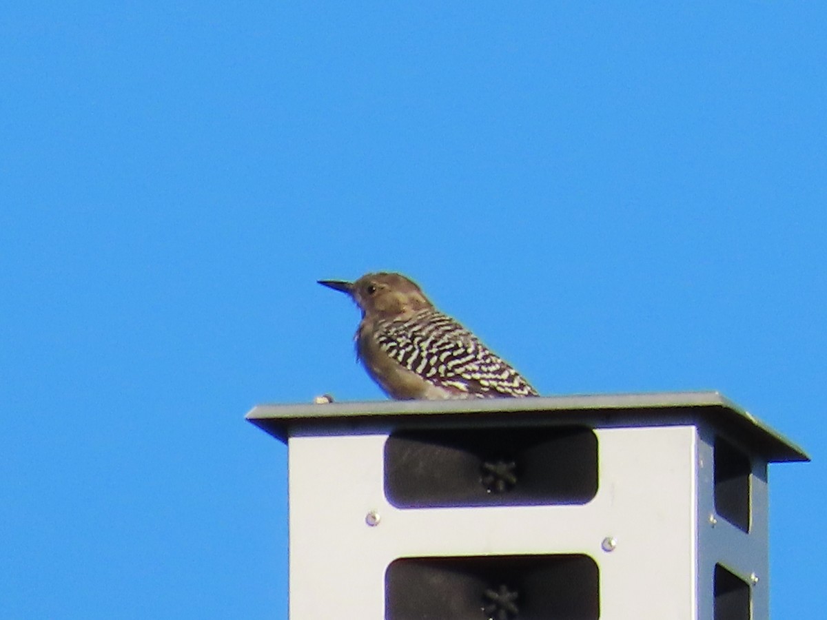 Gila Woodpecker - ML609226530