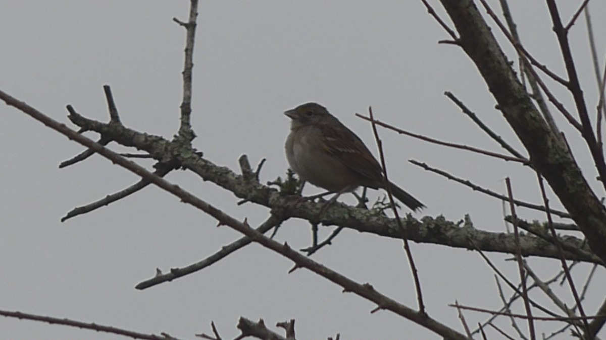 Grassland Sparrow - PAULA ARNAIZ