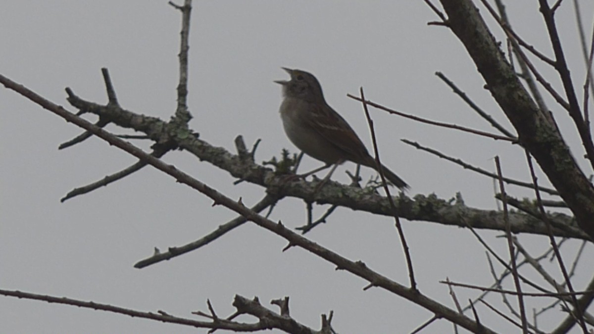 Grassland Sparrow - PAULA ARNAIZ