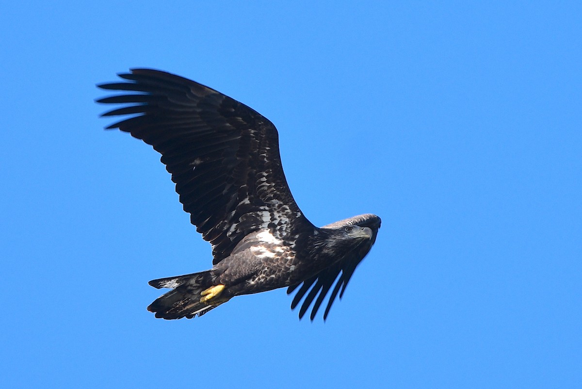 Bald Eagle - ML609226591