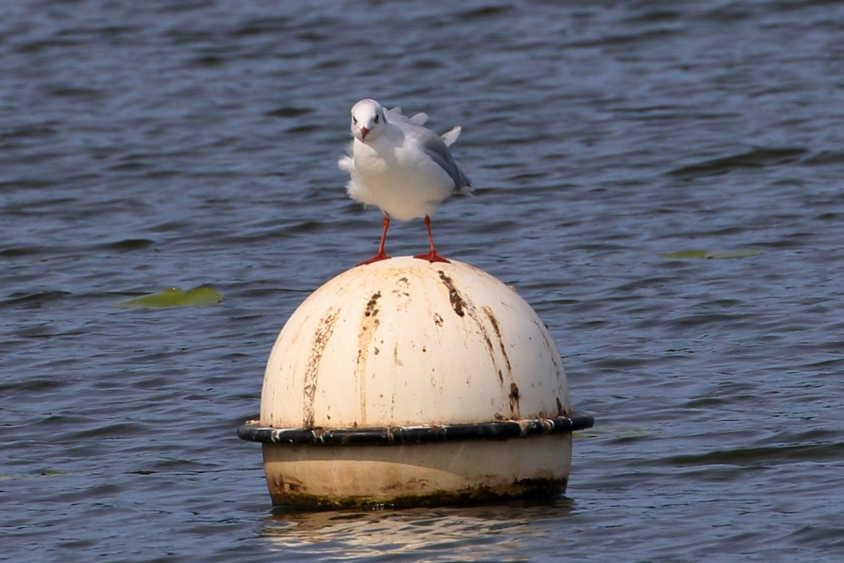 Gaviota Reidora - ML609226629