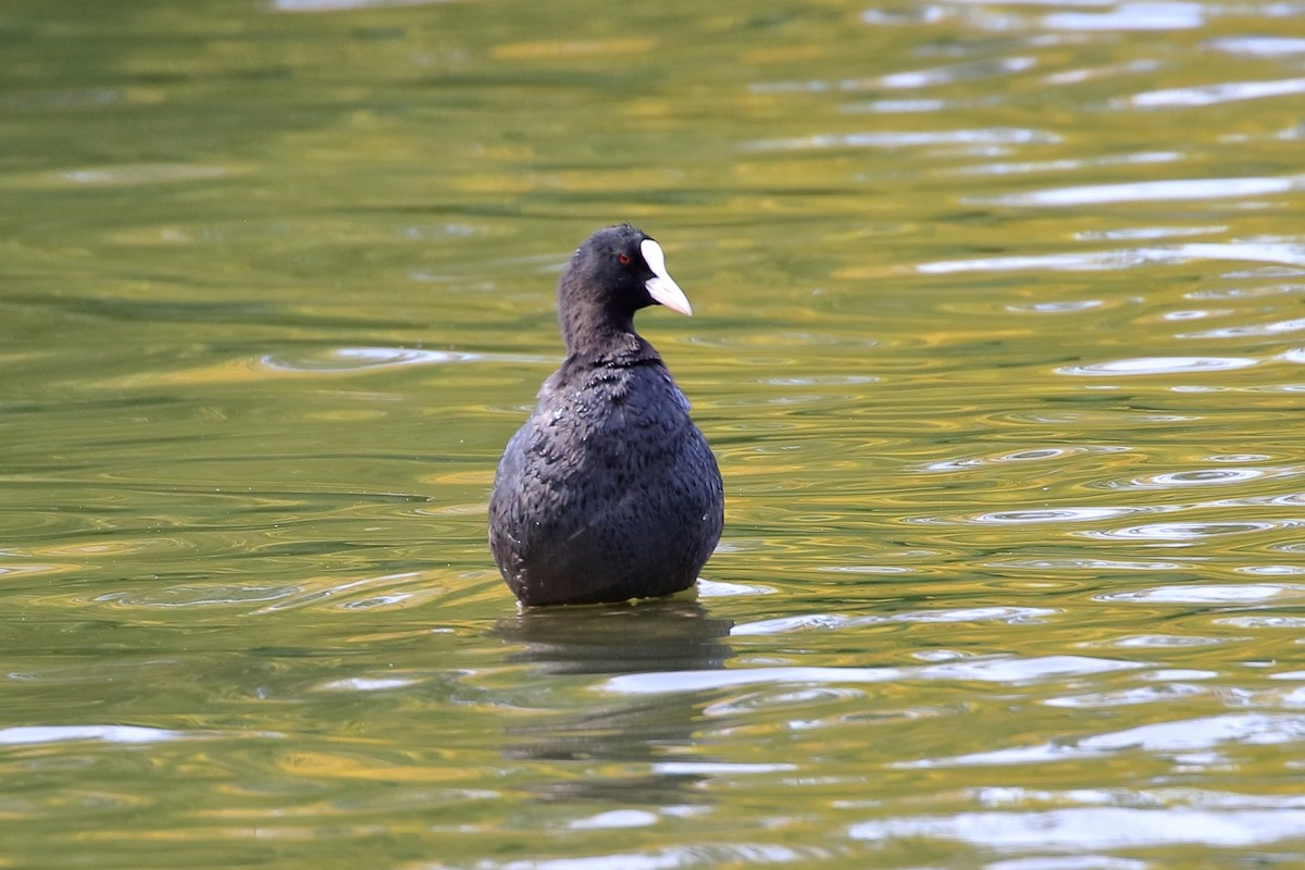 Eurasian Coot - ML609226634