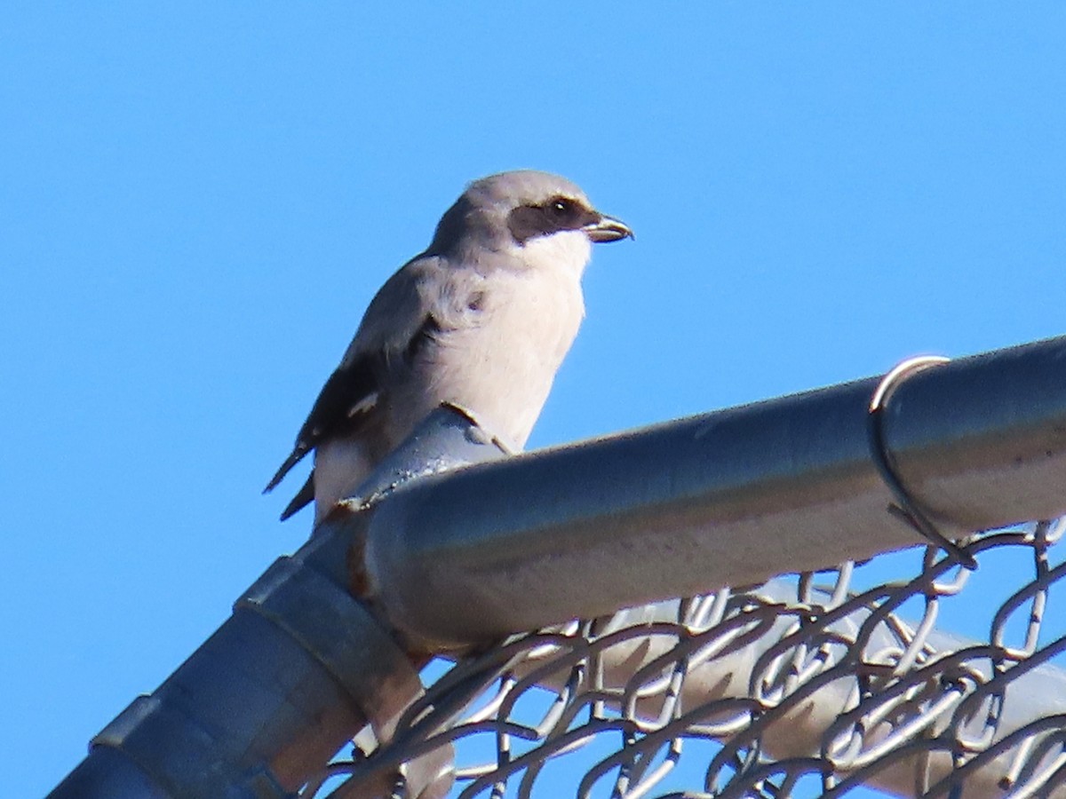 Loggerhead Shrike - ML609226667