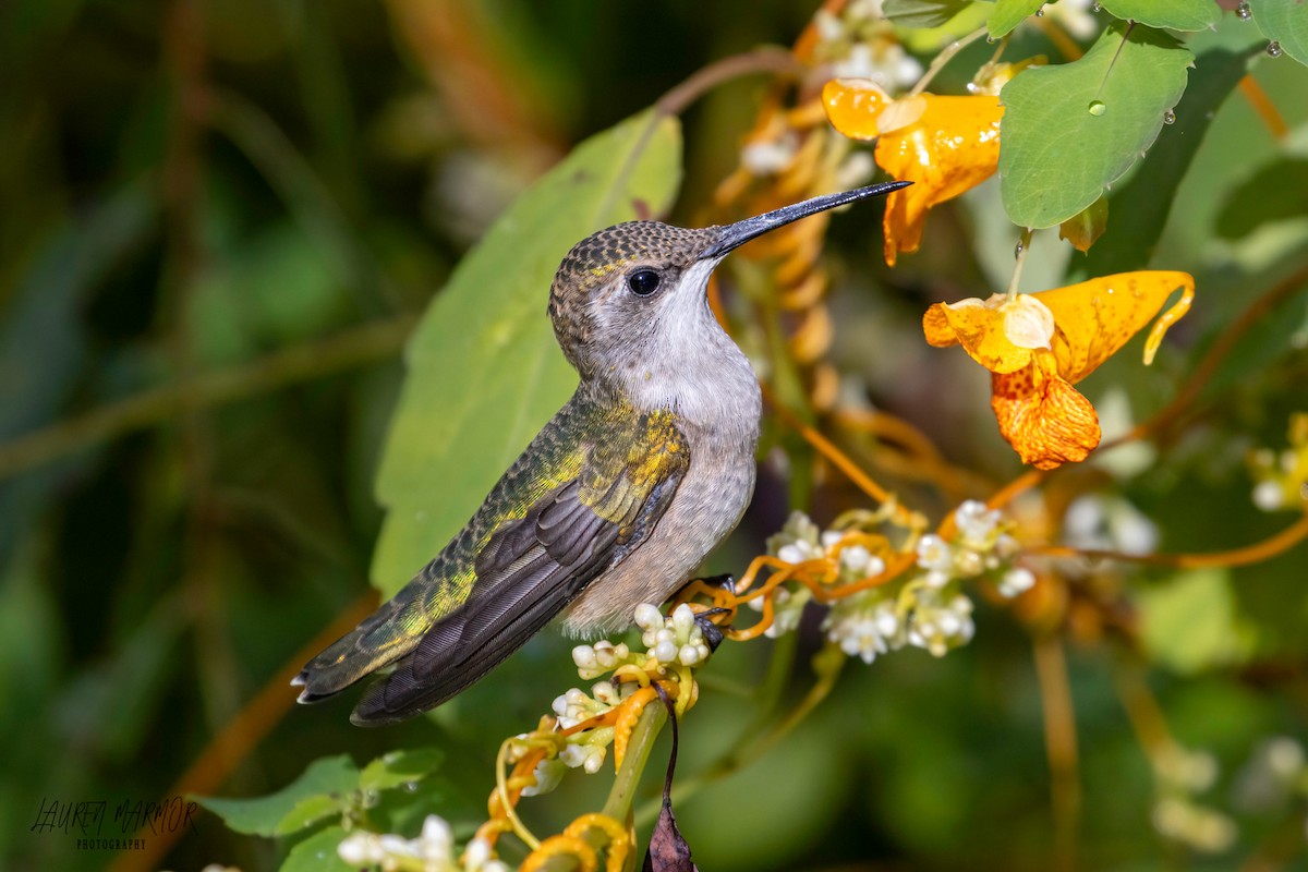 Ruby-throated Hummingbird - ML609226671