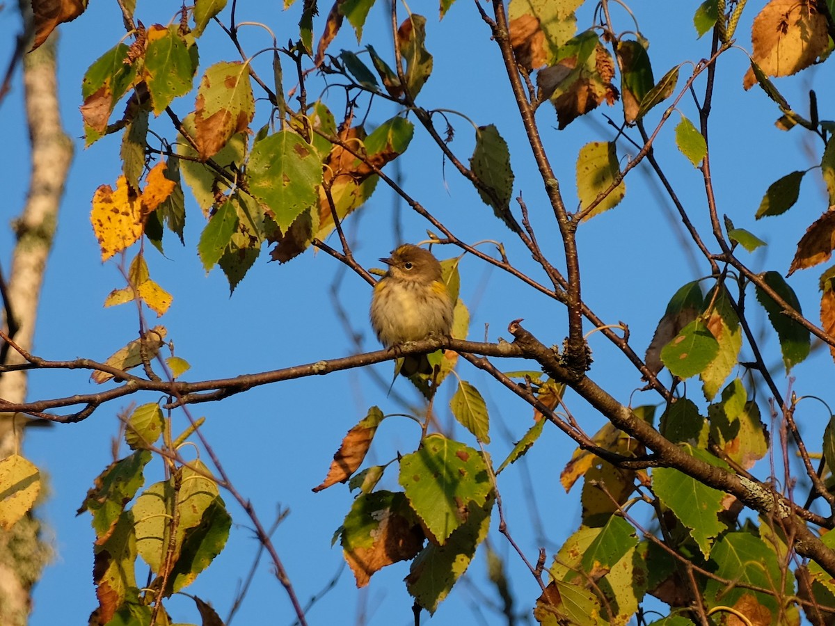 Yellow-rumped Warbler (Myrtle) - ML609226675