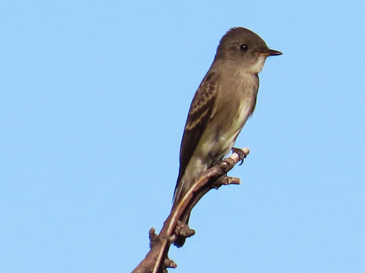 Western Wood-Pewee - ML609226687