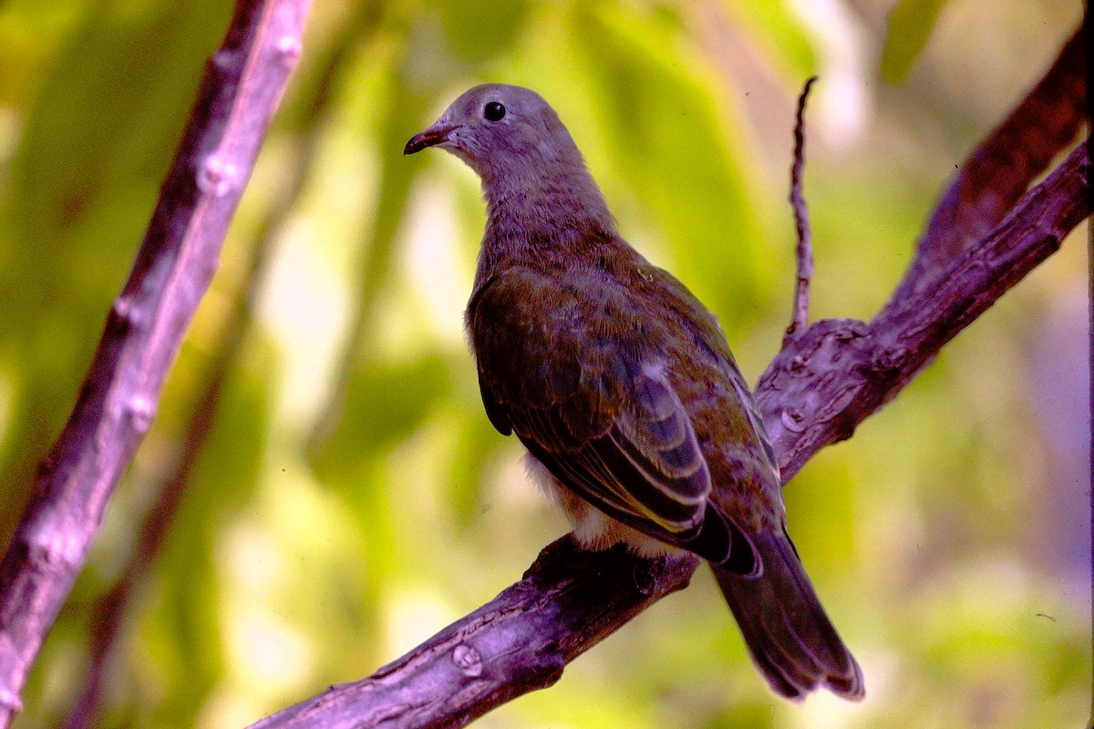 Atoll Fruit-Dove - ML609226698