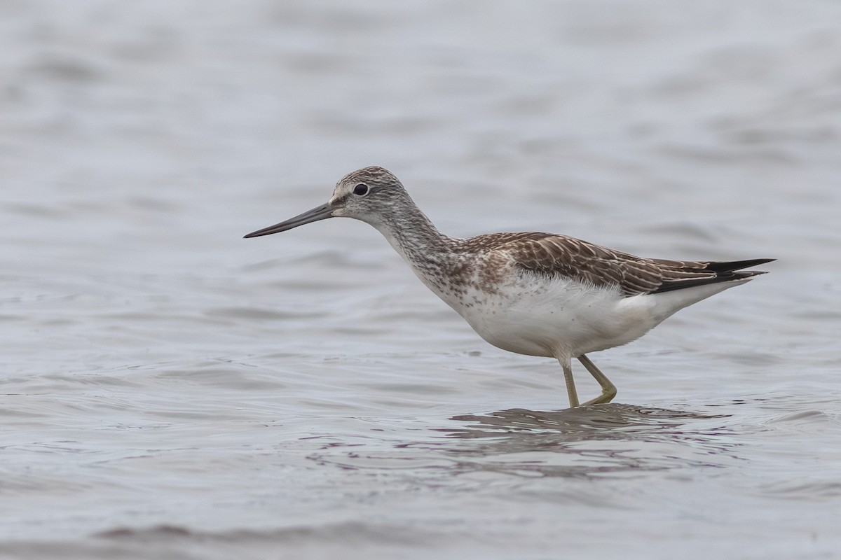 Common Greenshank - ML609226704