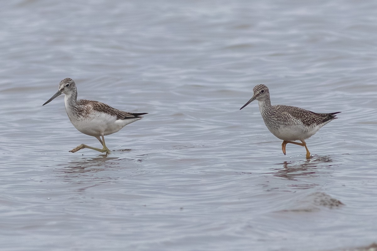 Common Greenshank - ML609226706