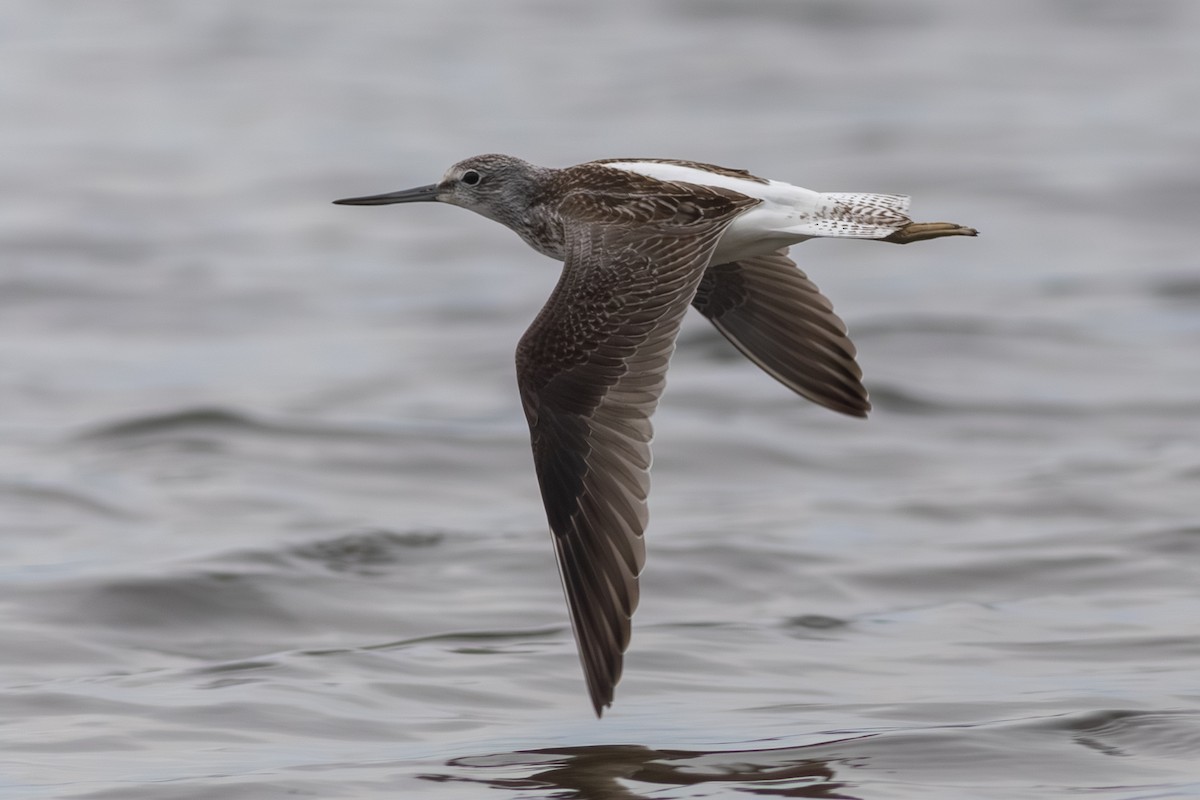 Common Greenshank - ML609226708