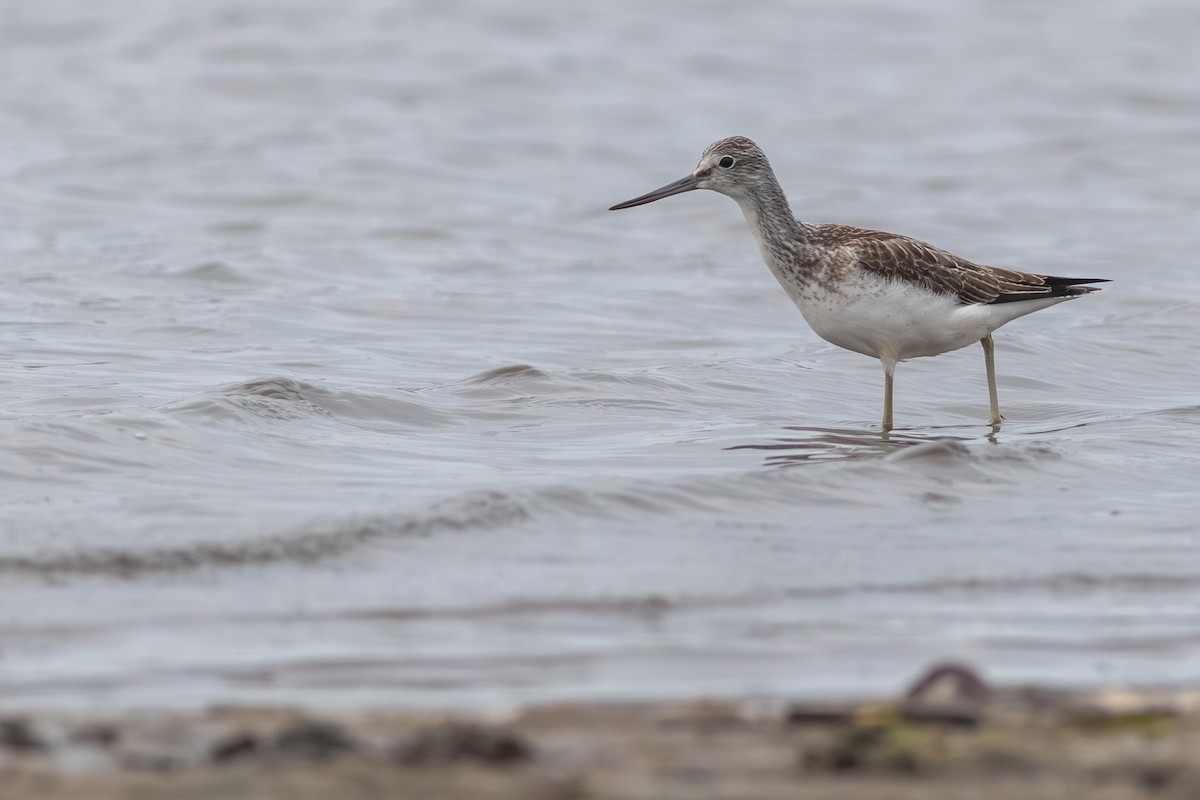 Common Greenshank - Rob Fowler