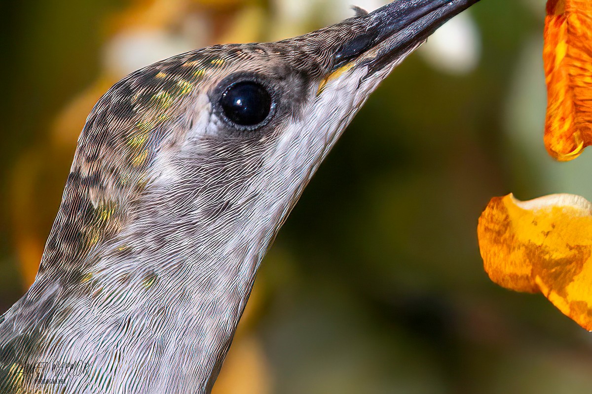 Ruby-throated Hummingbird - ML609226761