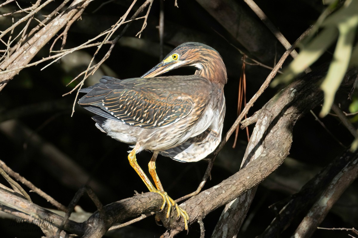 Green Heron - ML609226797
