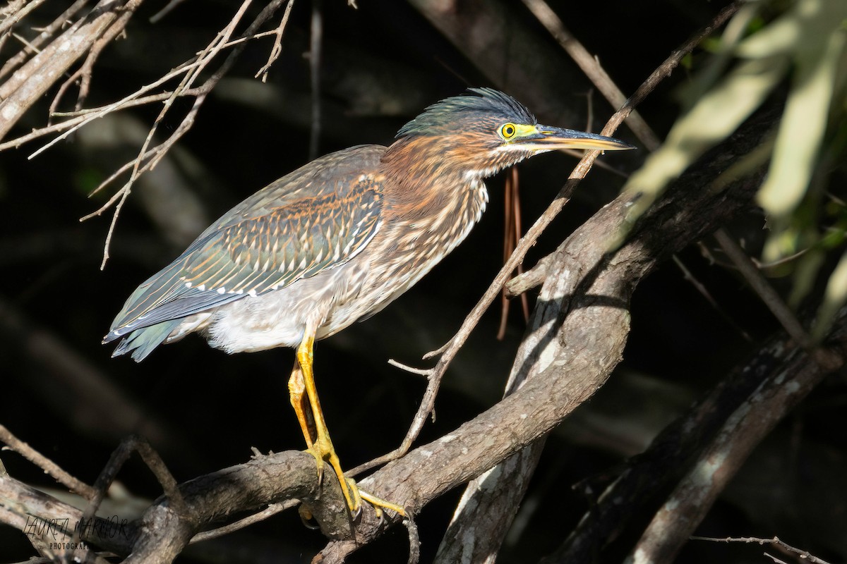 Green Heron - ML609226811